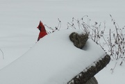 15th Feb 2021 - The cardinal is shy