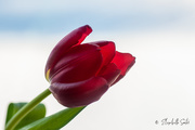 15th Feb 2021 - Red tulip