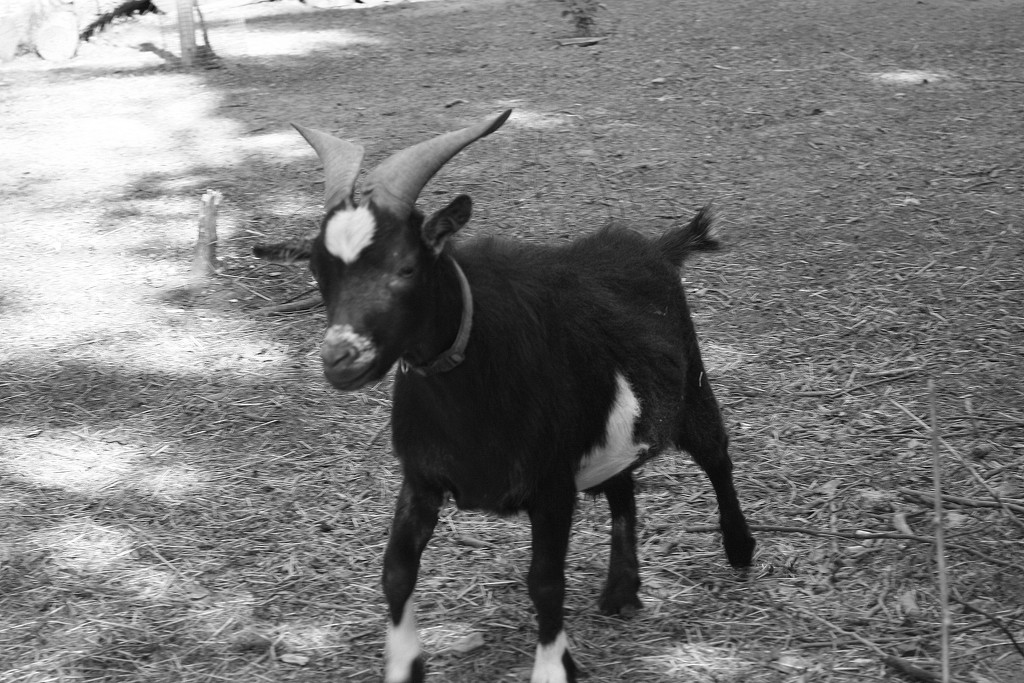 Portrait of a billy goat by bruni