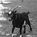 Portrait of a billy goat by bruni