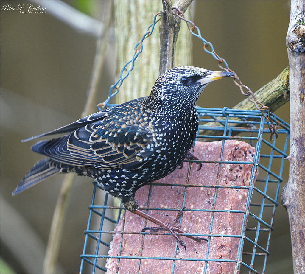 Starling by pcoulson
