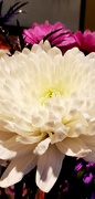 15th Feb 2021 - Chrysanthemum