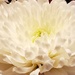Chrysanthemum by skipt07