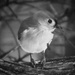 Portrait of a Titmouse  by mzzhope