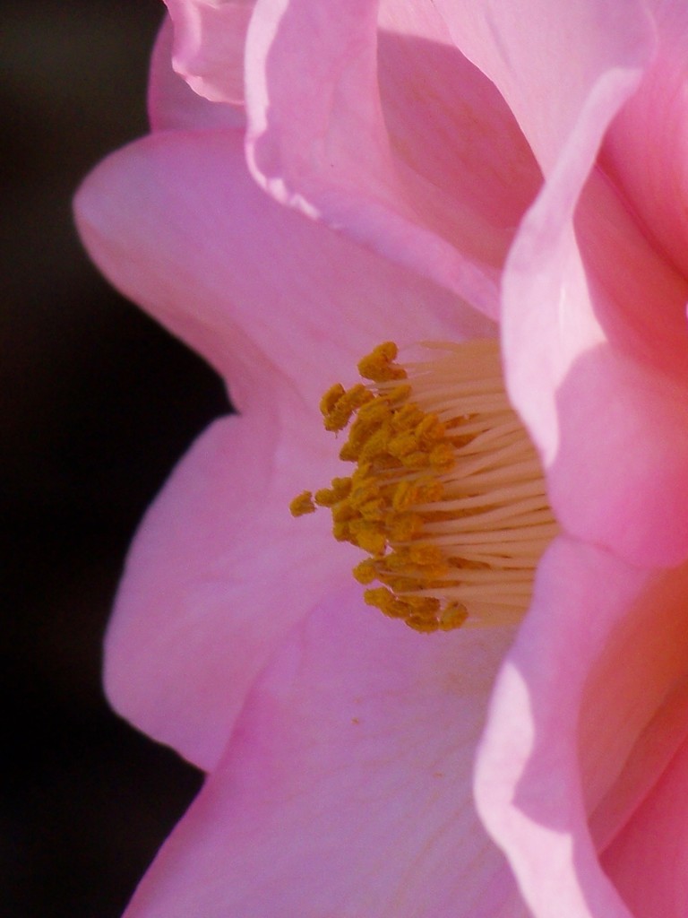 Pink camellia... by marlboromaam