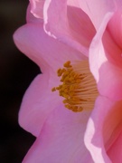 16th Feb 2021 - Pink camellia...