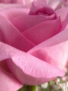15th Feb 2021 - A Pink Rose