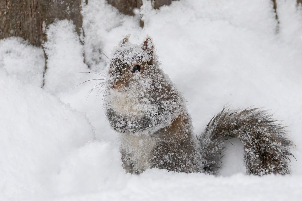 Do I look like a snowsquirrel? by jyokota
