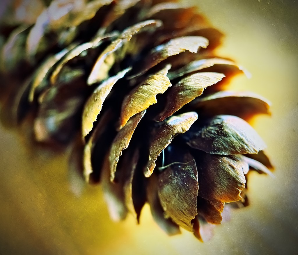 Pine cone macro by jeffjones