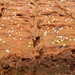 Brownies with Sprinkles by sfeldphotos