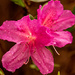 Azalea Flower! by rickster549