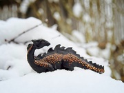 15th Feb 2021 - Dragon in the Snow