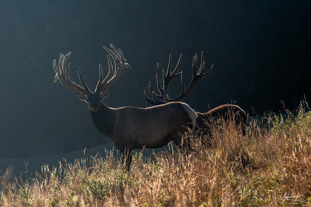 Gilded stags by yorkshirekiwi