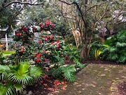 16th Feb 2021 - Charleston garden and camellias