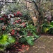 Charleston garden and camellias by congaree