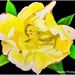 Yellow rose  by stuart46