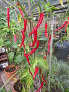 6th Oct 2020 - Chillies
