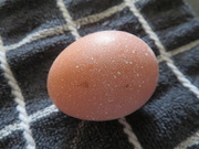 7th Oct 2020 - A nice brown egg