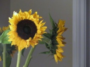9th Oct 2020 - Sunflowers