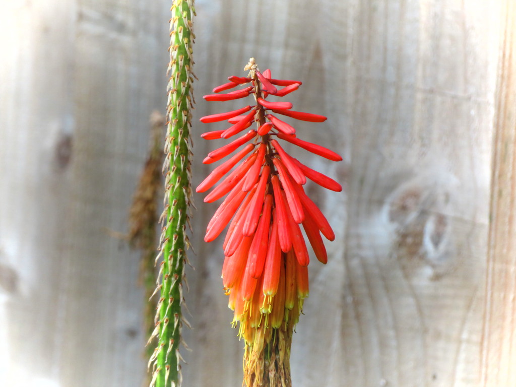 Red Hot Poker by lellie