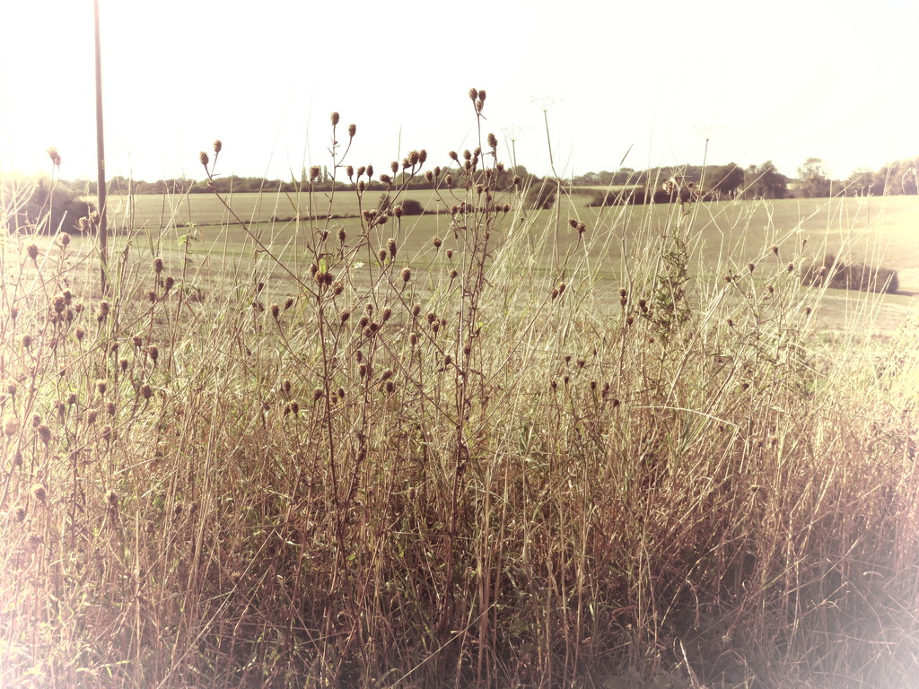 Grasses by the roadside by lellie