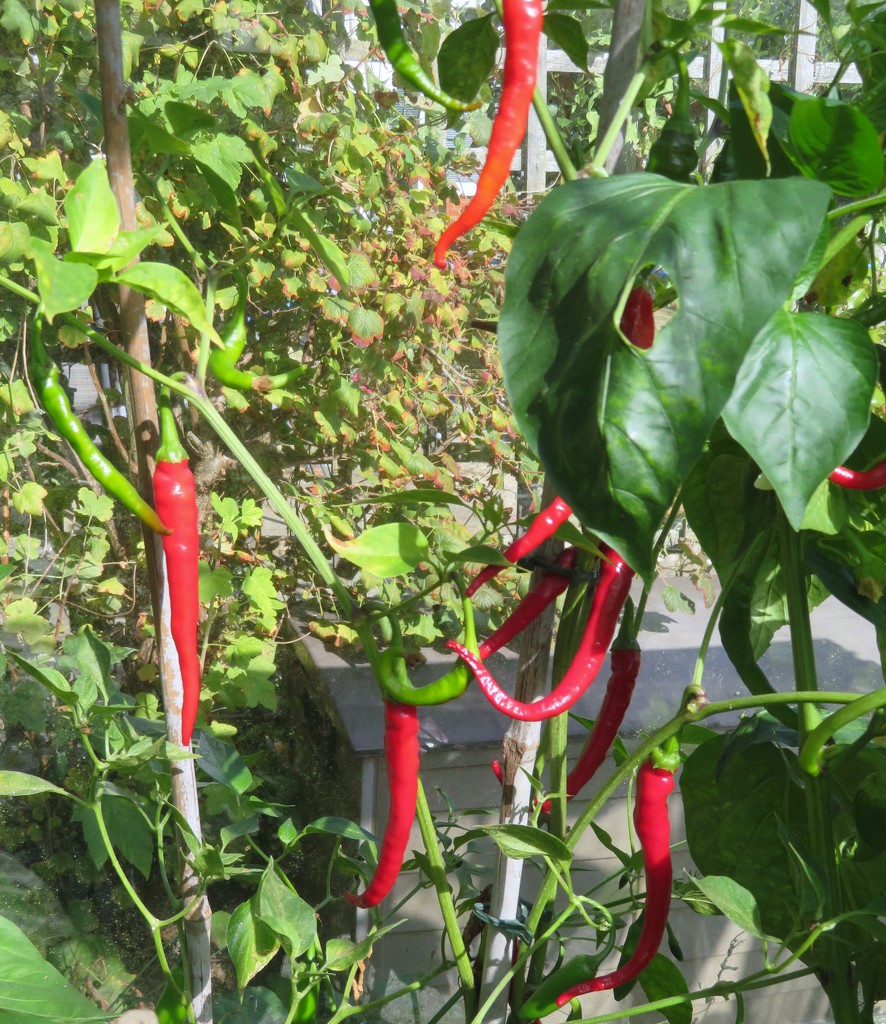 Chillies doing well by lellie