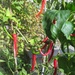 Chillies doing well by lellie