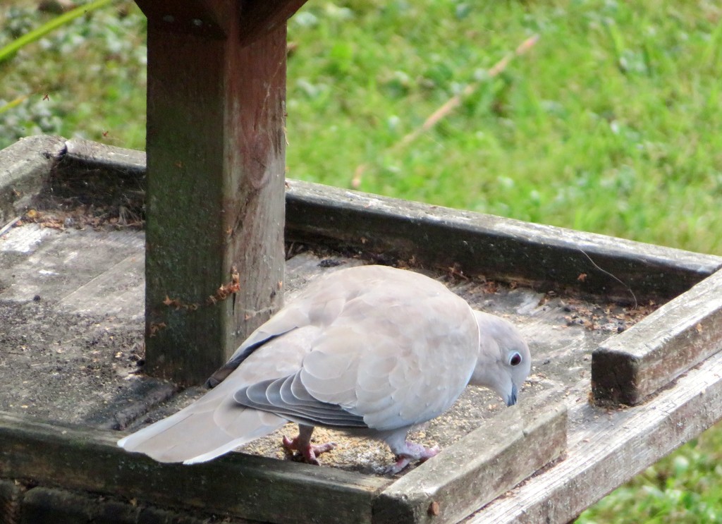 Collared Dove by lellie