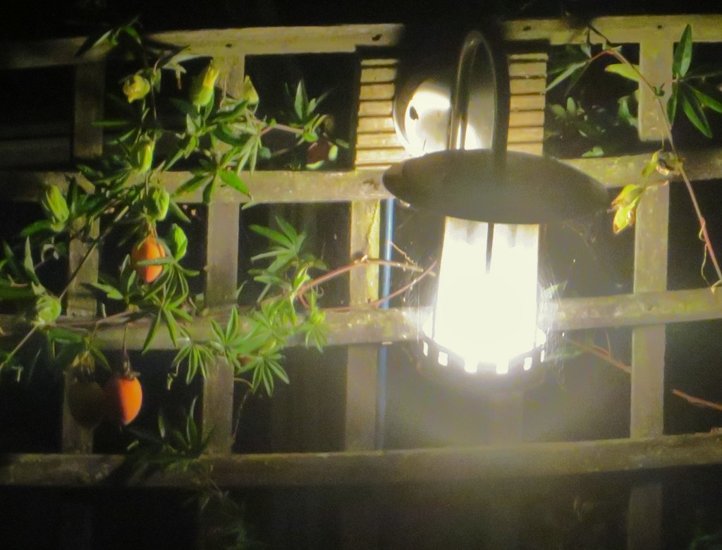 In the night garden by lellie
