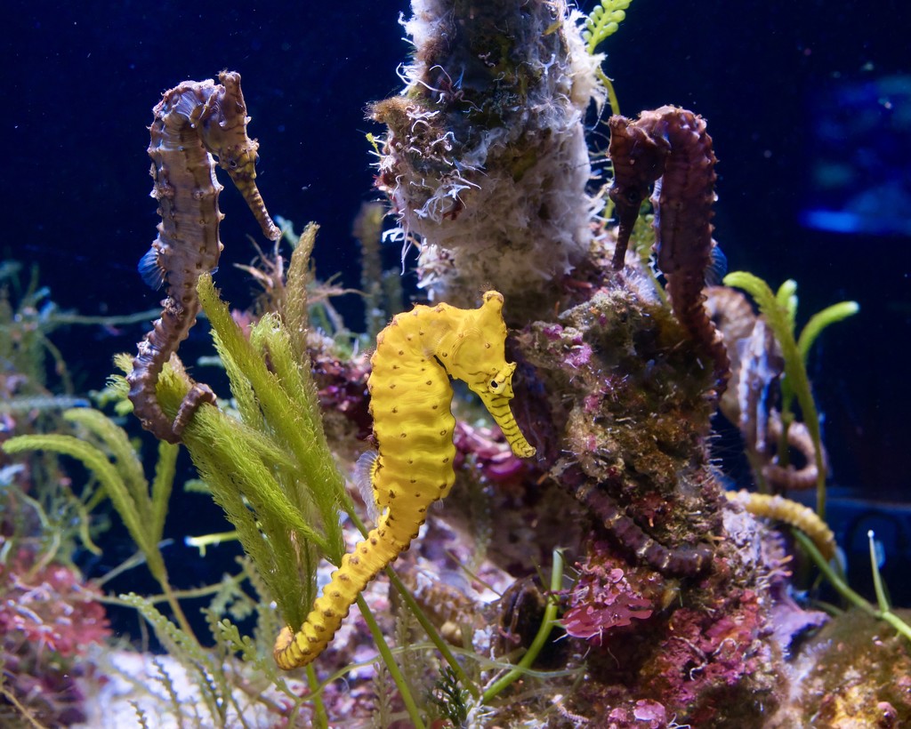 A Herd Of Colourful Seahorses P2160954 by merrelyn