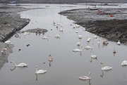 16th Feb 2021 - Thirty-seven Swans A Swimmin'