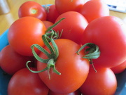 19th Aug 2020 - Ripe tomatoes