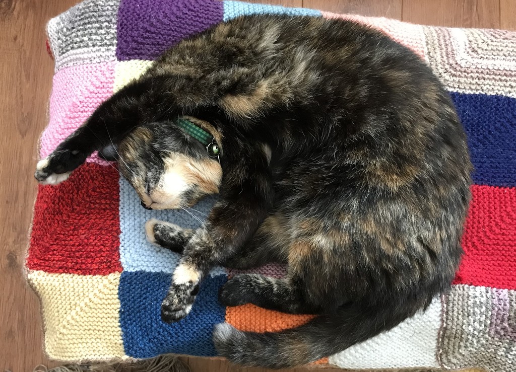 Cat on a knitted blanket by lellie