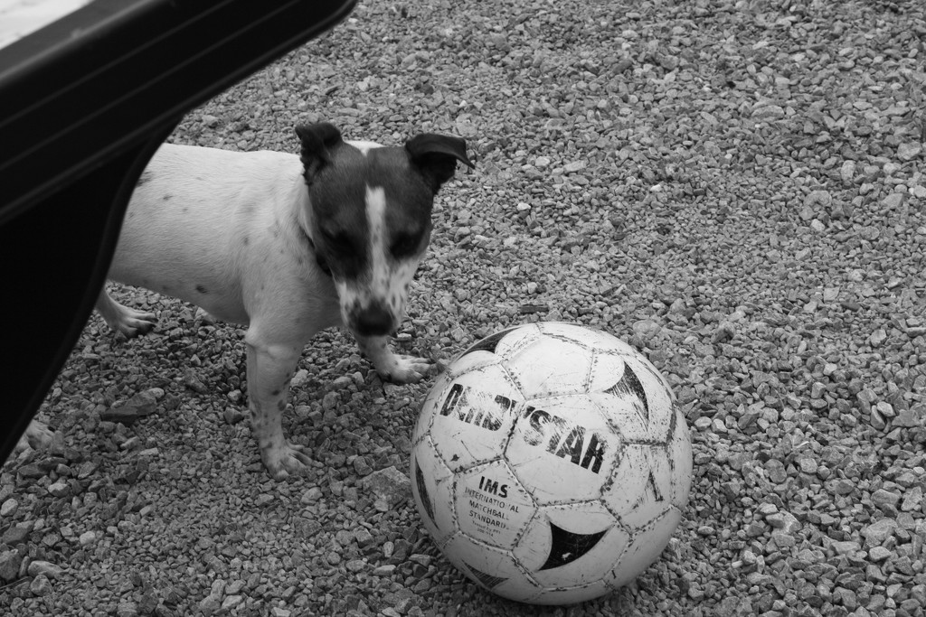 Pooch playing foot ball by bruni