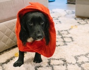 16th Feb 2021 - Little Red Riding Hood