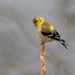 LHG_5411- Goldfinch by rontu