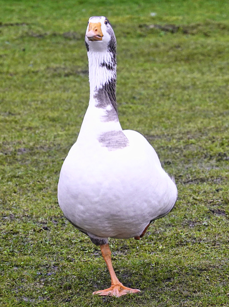 Goose. by tonygig