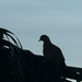 Bird silhouette by monicac