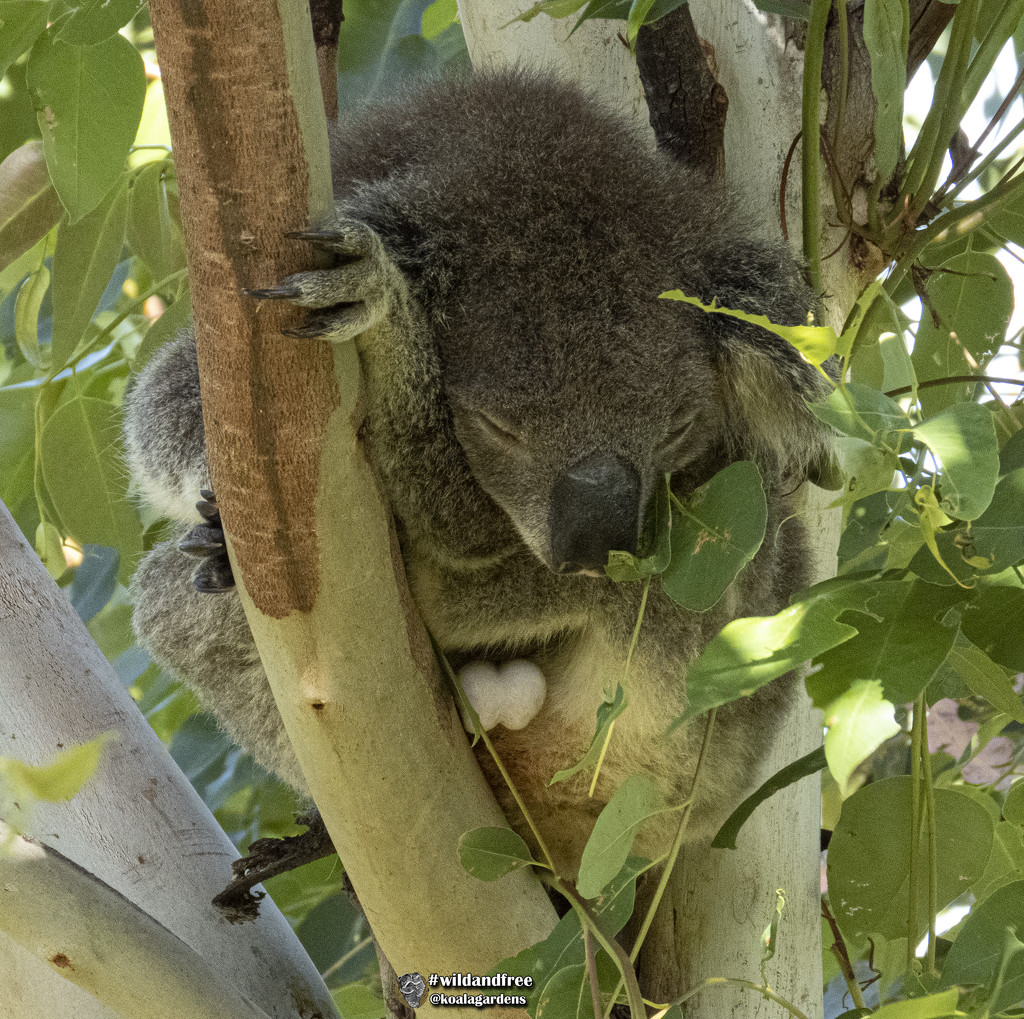 the full monty by koalagardens