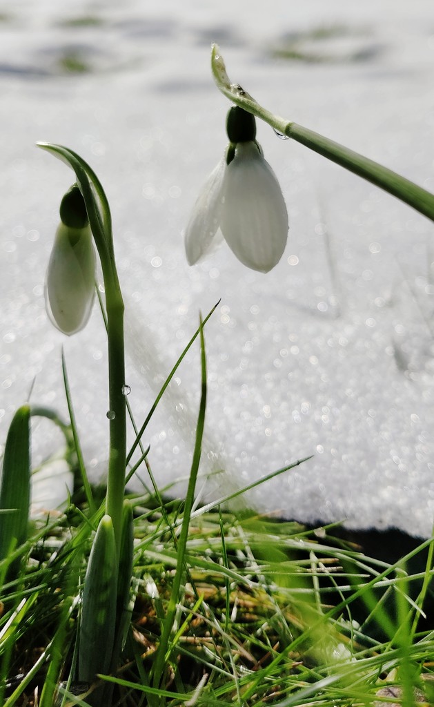 Real snowy snowdrops dripping into spring by geertje