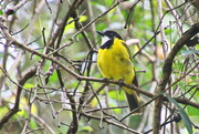 16th Feb 2021 - Golden Whistler