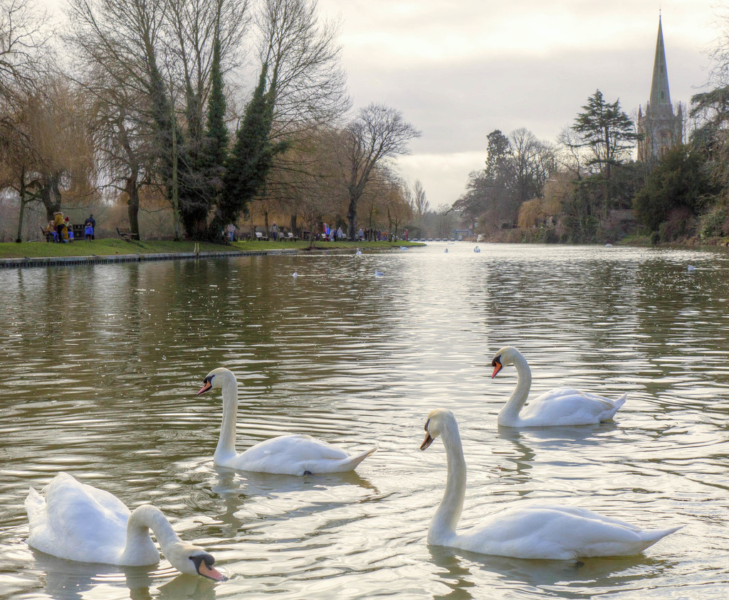 Stratford swans by jantan