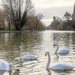 Stratford swans