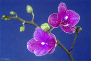 16th Feb 2021 - Purple Orchid