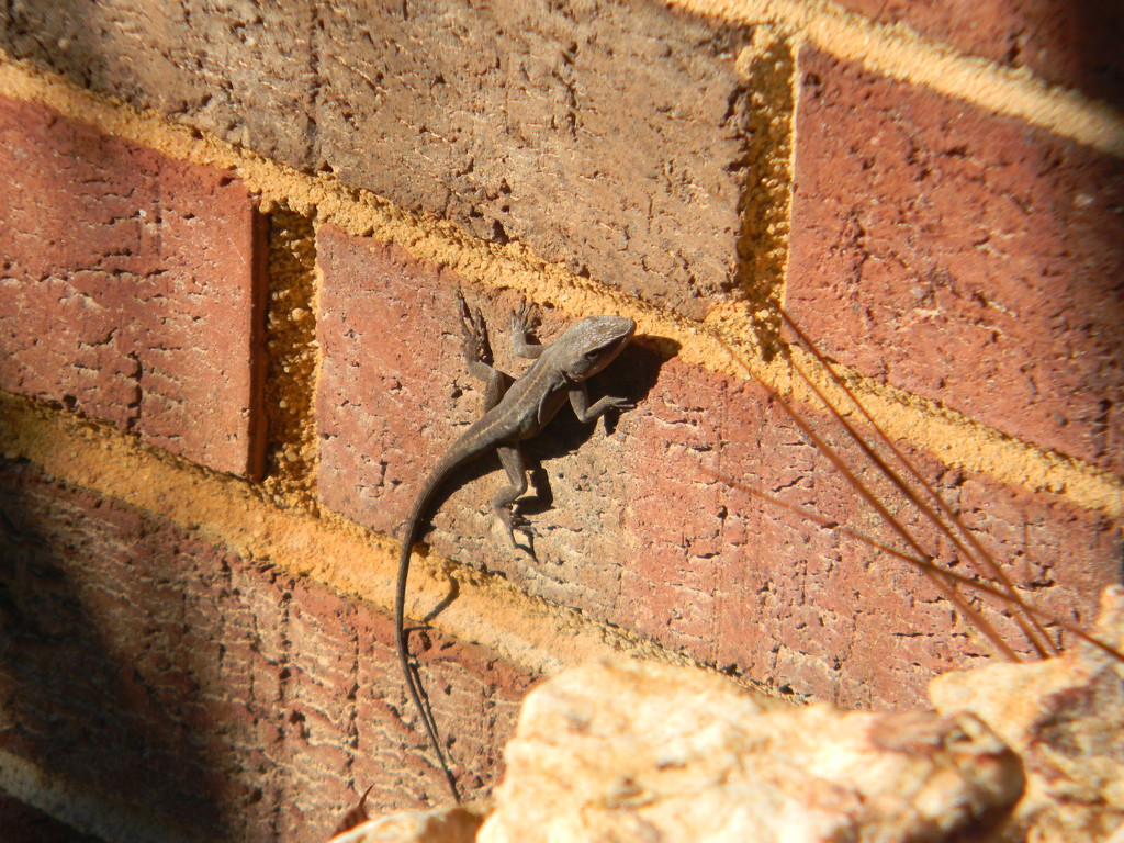 Lizard on Brick by sfeldphotos