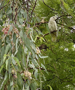 17th Feb 2021 - Bird in a Tree