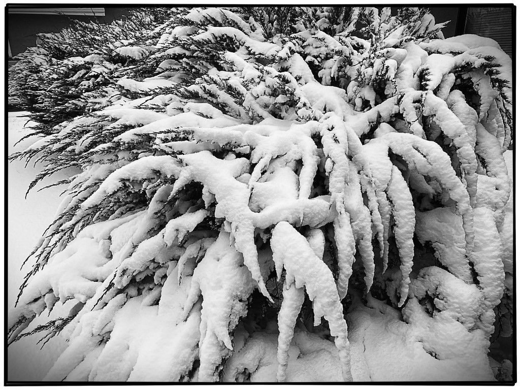 Snow covered by jeffjones