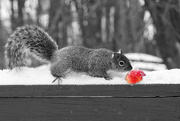 14th Feb 2021 - One is a Feast for a Squirrel