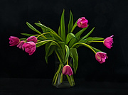 16th Feb 2021 - Tulips