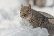 17th Feb 2021 - Squirrel Stink Eye